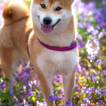 柴犬养殖合作新模式保证销路签订合同