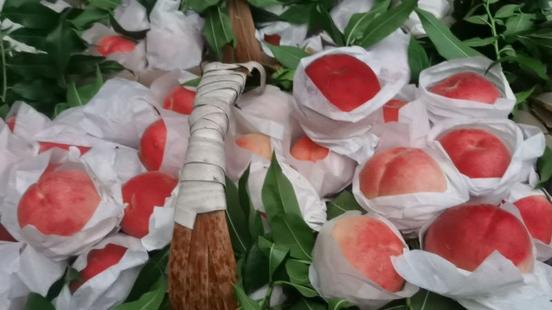 成都龙泉水蜜桃白凤桃