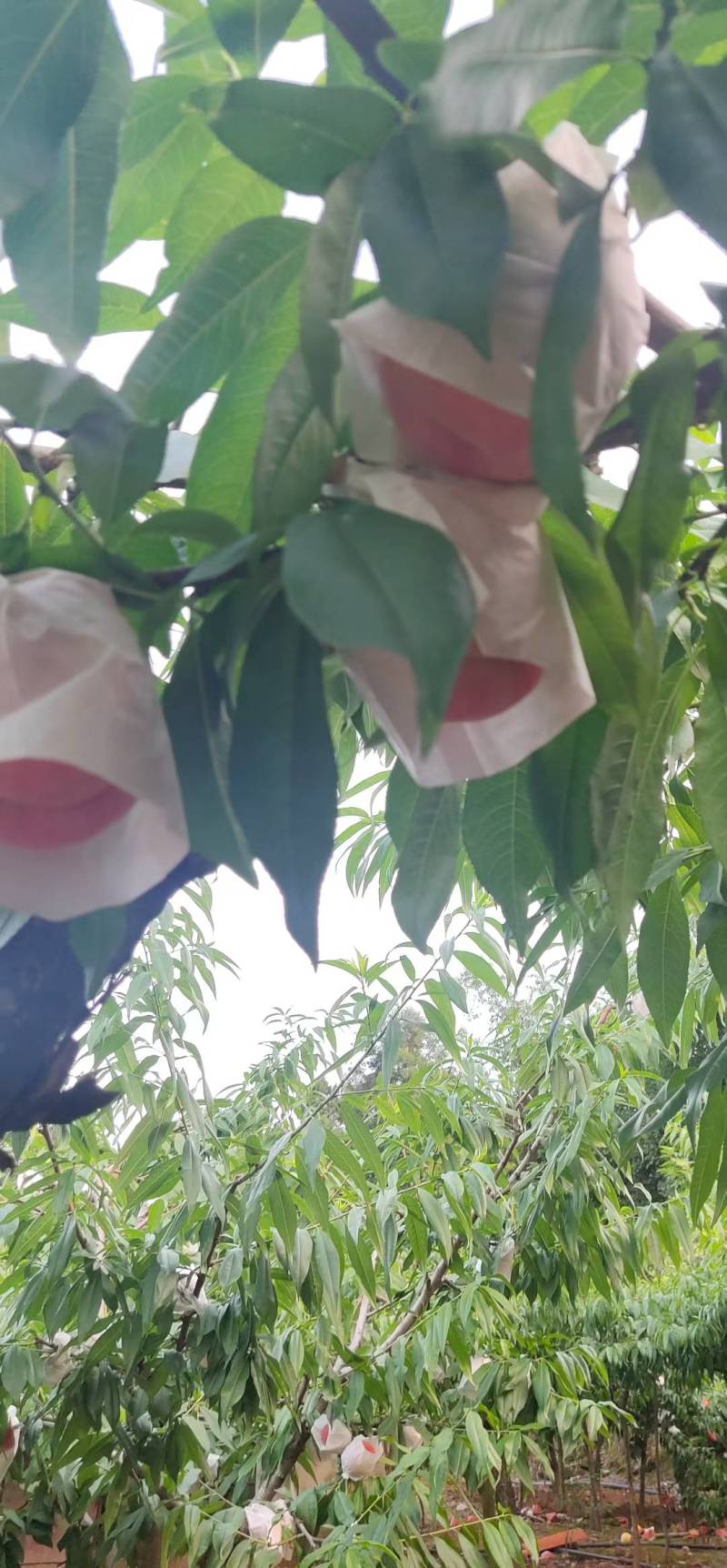 成都龙泉水蜜桃白凤桃