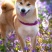 柴犬养殖合作新模式保证销路签订合同