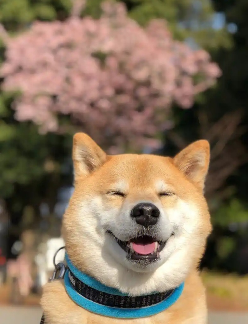 柴犬平台推荐合作养殖签订合同包回收合作新项目