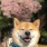 柴犬平台推荐合作养殖签订合同包回收合作新项目