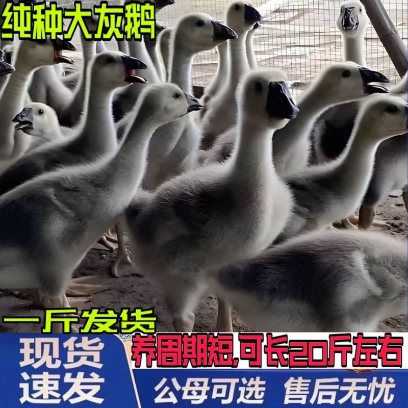 鹅苗，低价出售各种纯种大种鹅苗欢迎全国各地新老顾客洽谈
