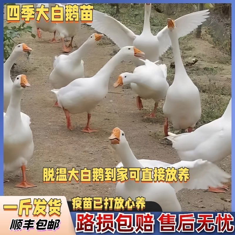 鹅苗，低价出售各种纯种大种鹅苗欢迎全国各地新老顾客洽谈