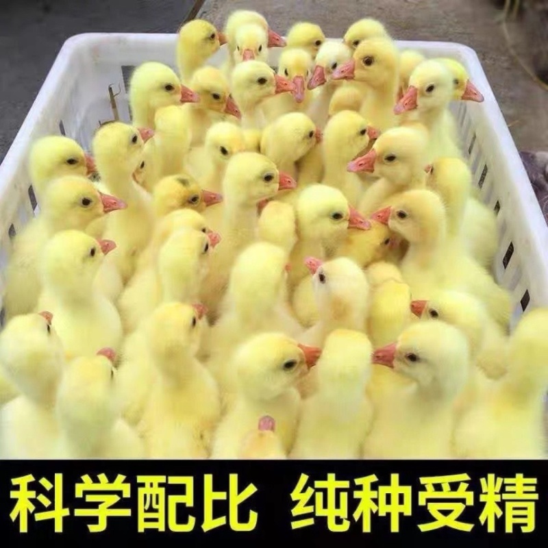 鹅苗，低价出售各种纯种大种鹅苗欢迎全国各地新老顾客洽谈