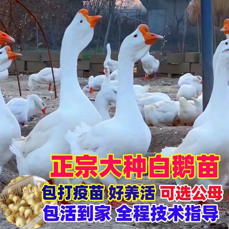 鹅苗，低价出售各种纯种大种鹅苗欢迎全国各地新老顾客洽谈