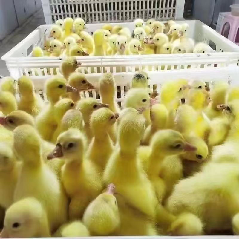 鹅苗，低价出售各种纯种大种鹅苗欢迎全国各地新老顾客洽谈