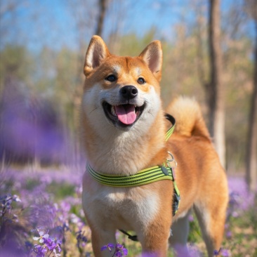 柴犬合作养殖加盟平台备案签订合同包回收