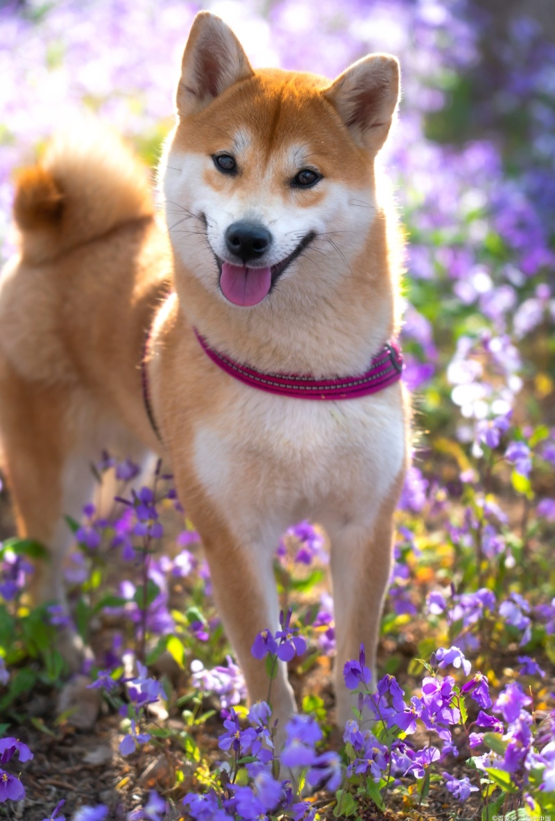 柴犬合作养殖加盟平台备案签订合同包回收
