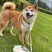 柴犬合作养殖加盟平台备案签订合同包回收