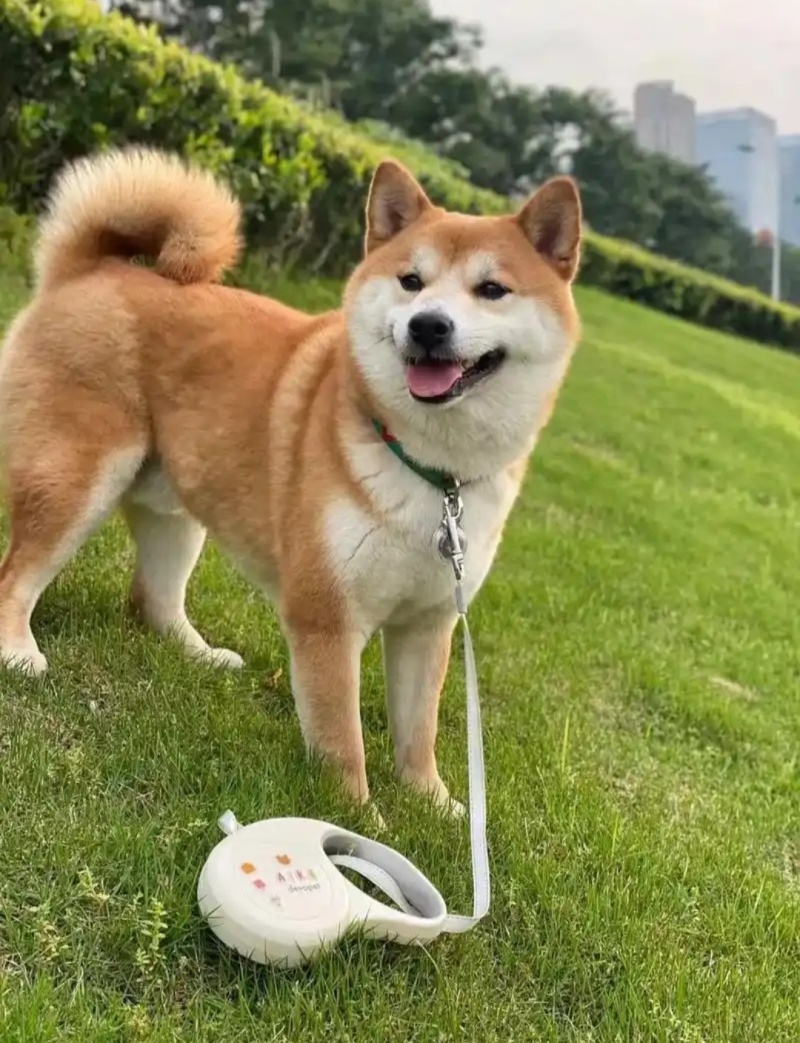 柴犬合作养殖加盟平台备案签订合同包回收