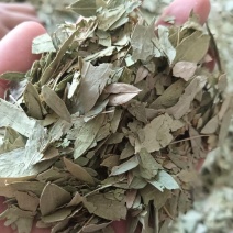 番泻叶泻叶1斤起批现货供应批发各种中药材欢迎选购