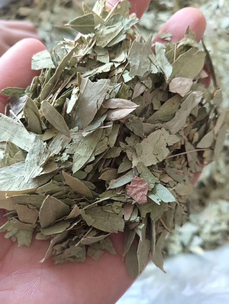 番泻叶泻叶1斤起批现货供应批发各种中药材欢迎选购
