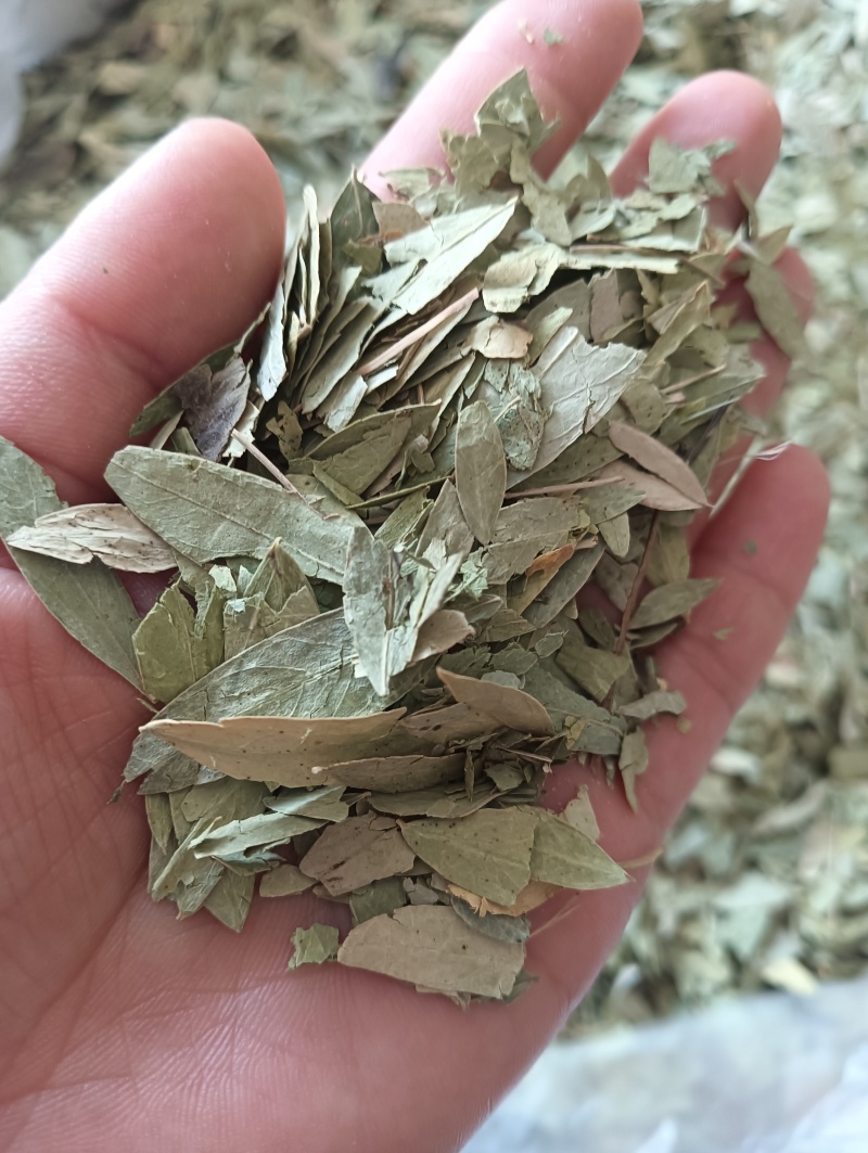 番泻叶泻叶1斤起批现货供应批发各种中药材欢迎选购