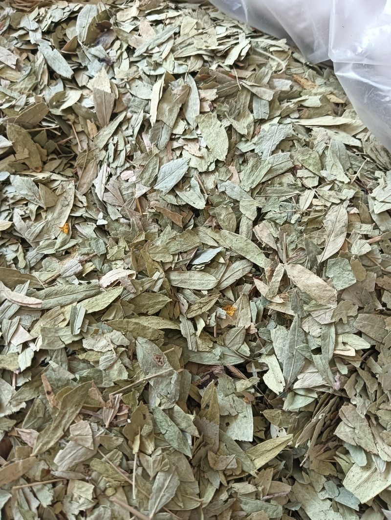 番泻叶泻叶1斤起批现货供应批发各种中药材欢迎选购