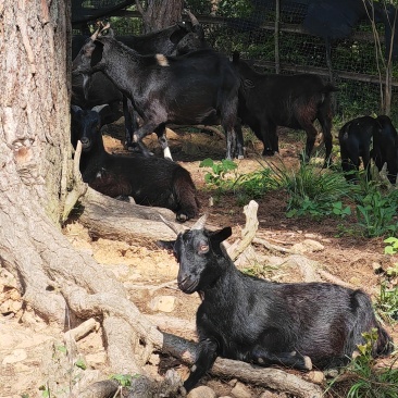 纯放养走地小耳朵黑山羊
