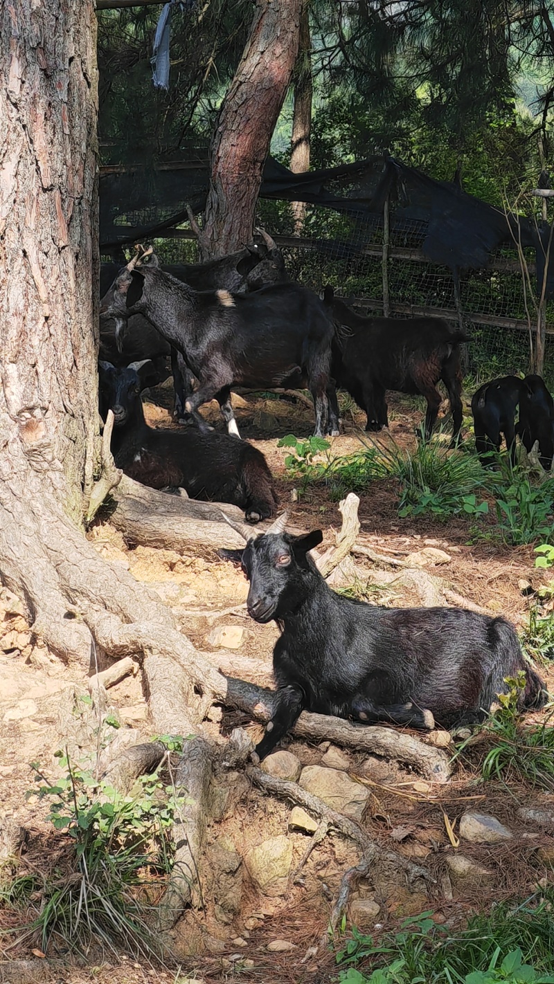 纯放养走地小耳朵黑山羊