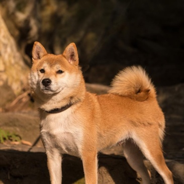 柴犬备案信息已上传签订合同平台推荐合作加盟