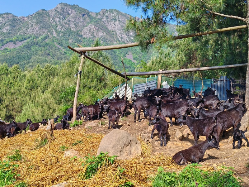 纯放养走地小耳朵黑山羊