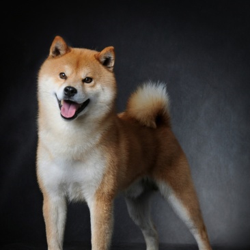 柴犬养殖加盟新模式销路无后顾之忧签订合同