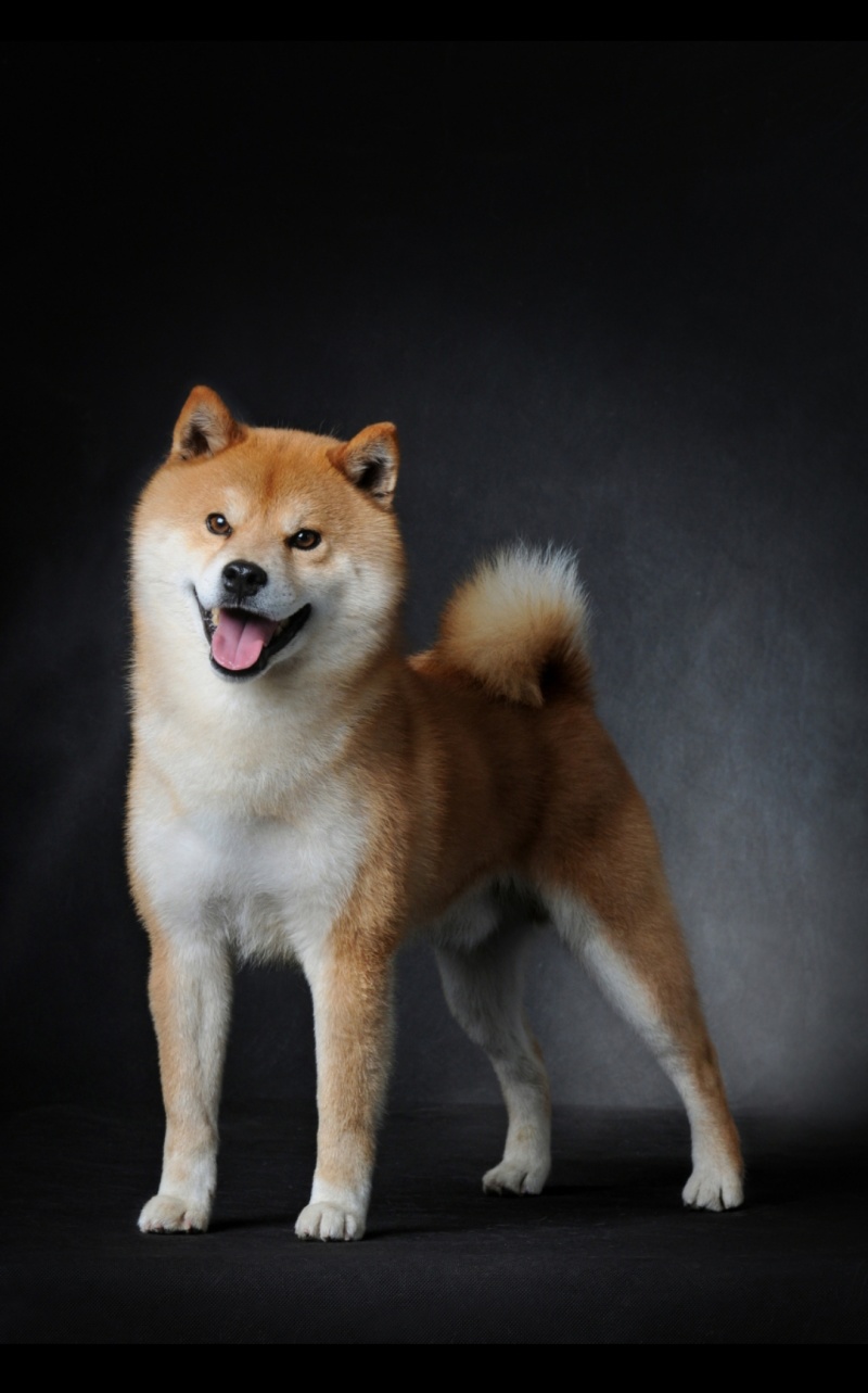 柴犬养殖加盟新模式销路无后顾之忧签订合同
