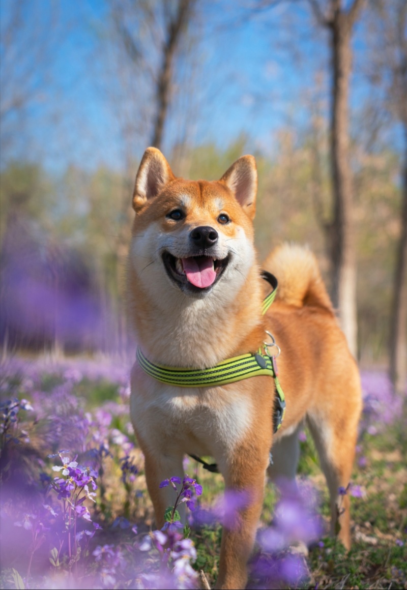 柴犬养殖加盟新模式销路无后顾之忧签订合同