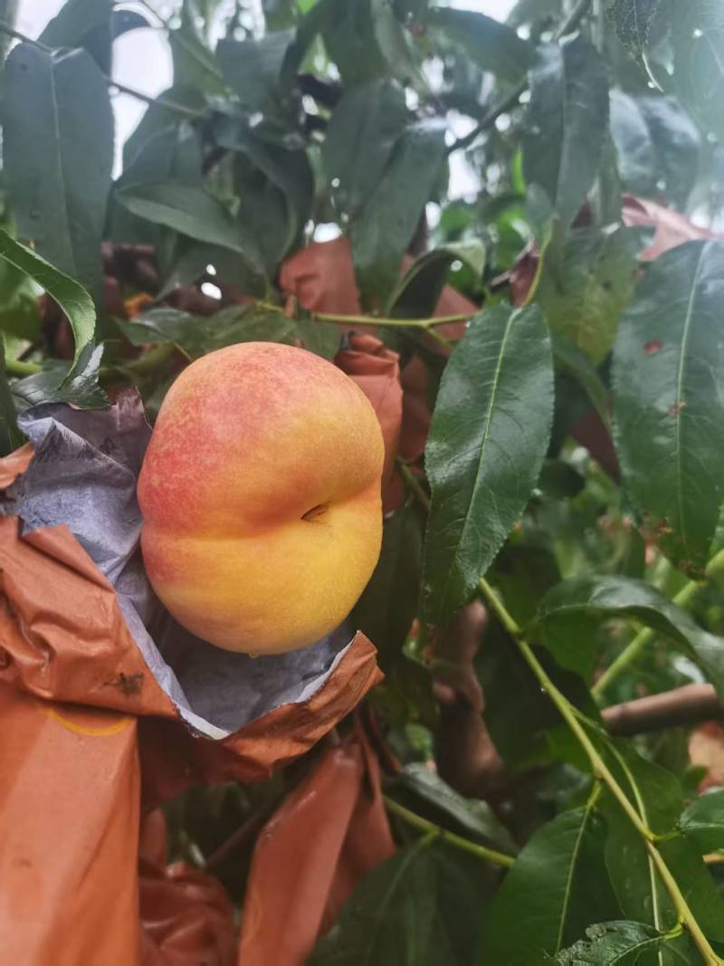 油蟠13油蟠7-7毛蟠大量现货，代发全国