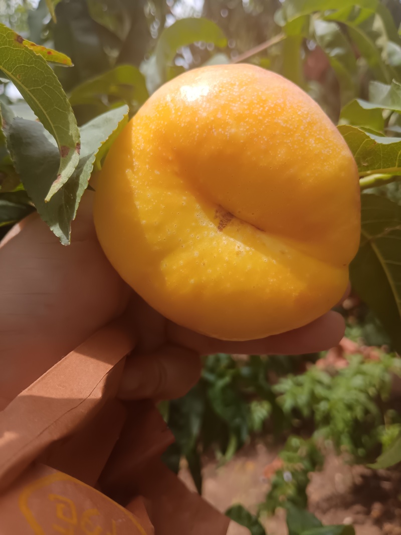 油蟠13油蟠7-7毛蟠大量现货，代发全国