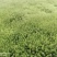 星星苔藓批发