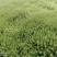 星星苔藓批发