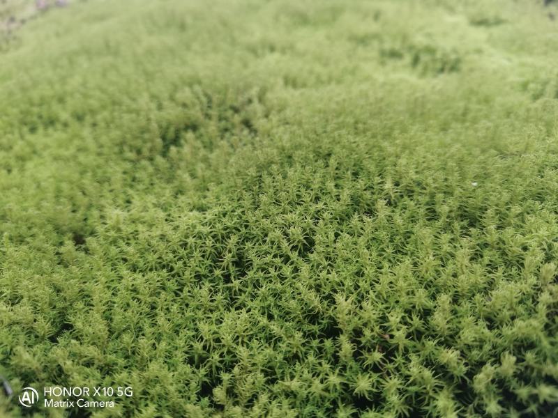 星星苔藓批发