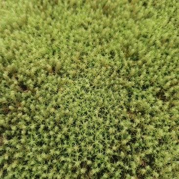 星星苔藓批发
