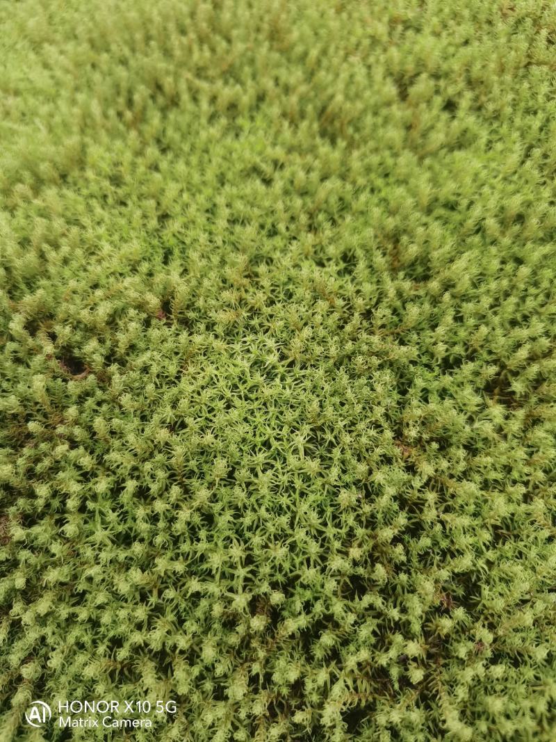 星星苔藓批发