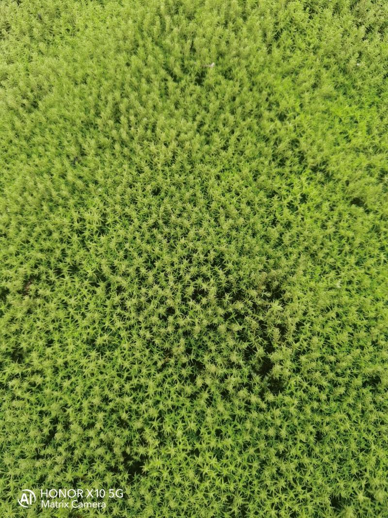 星星苔藓批发