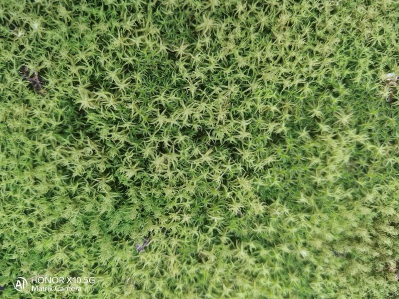 星星苔藓批发