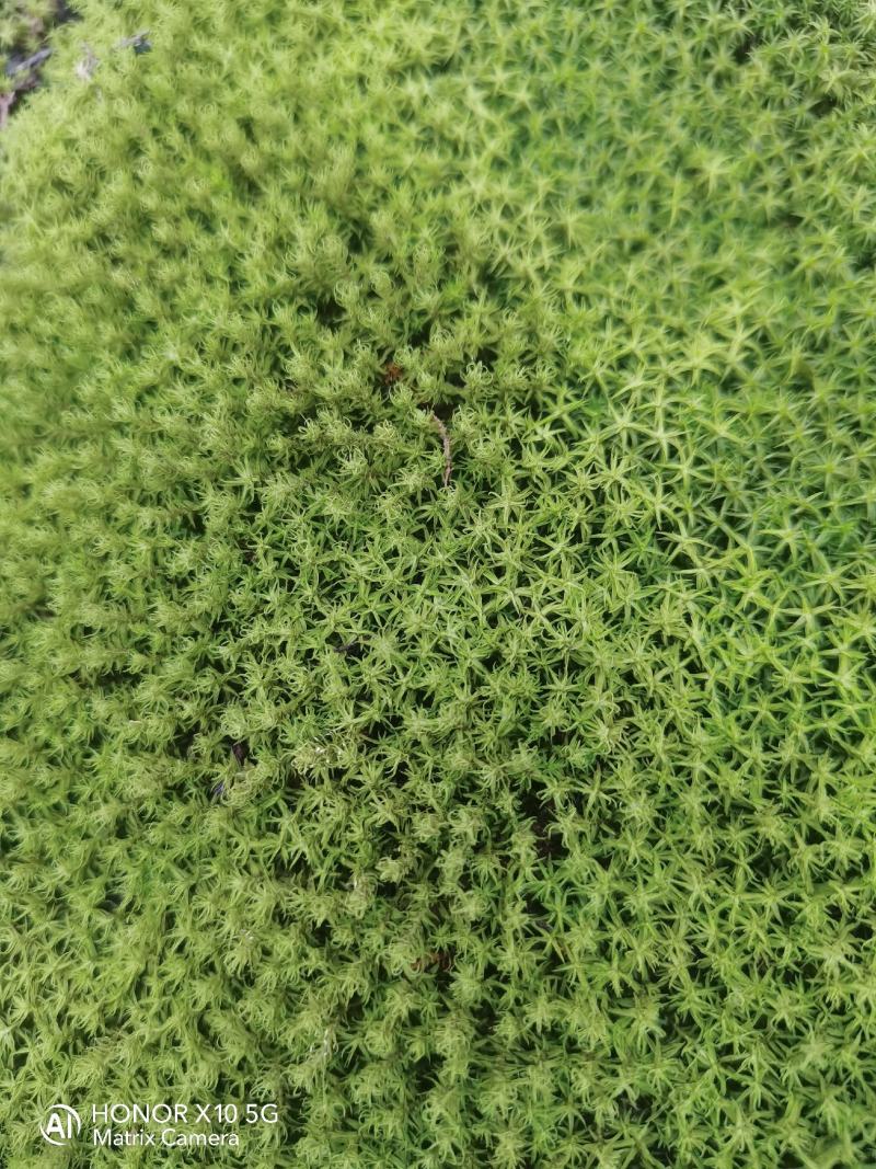 星星苔藓批发
