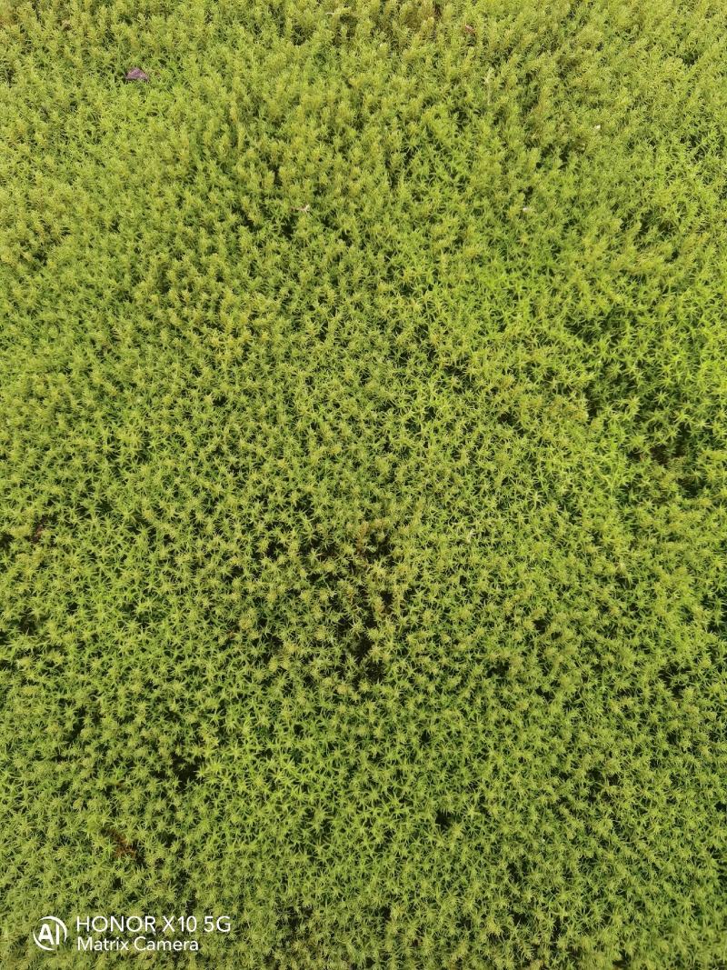 星星苔藓批发
