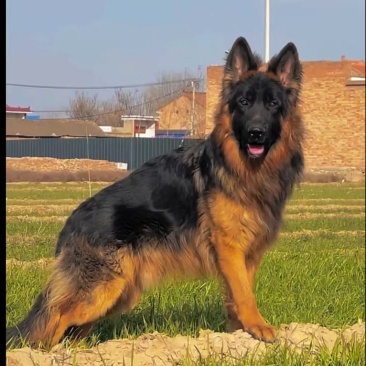 德国牧羊犬养殖回收销路无后顾之忧签订合同