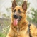 德牧犬备案信息已上传平台推荐合作加盟回收签订合同