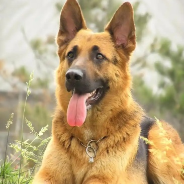 德牧犬平台推荐养殖合作签订合同包回收