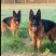 德国牧羊犬养殖合作加盟回收签订合同平台信息已备案