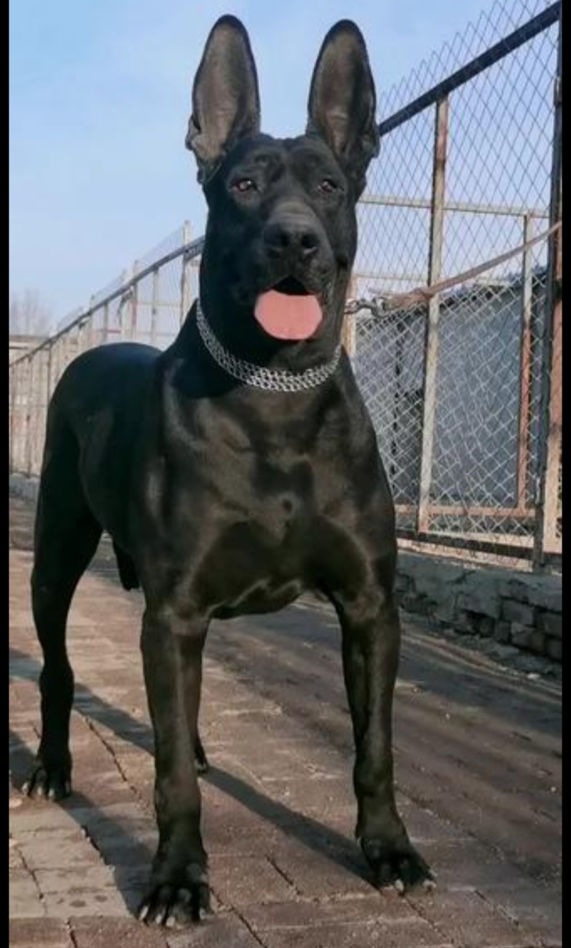 黑狼犬加盟合作新模式签订合同包回收