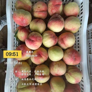 美翠桃子大量上市了大量有货口感上来了有意老板电话联系