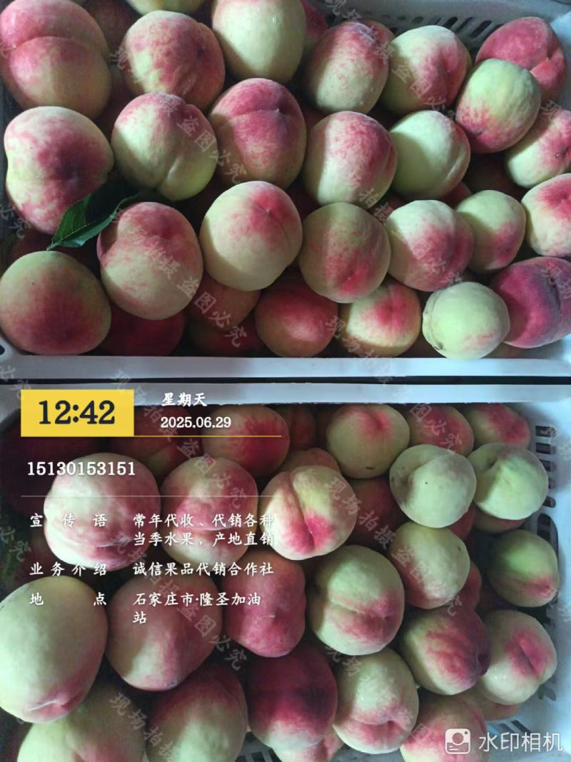 美翠桃子大量上市了大量有货口感上来了有意老板电话联系