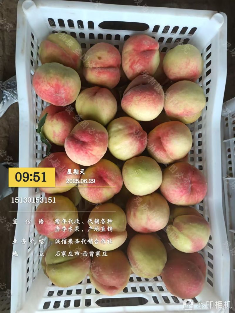美翠桃子大量上市了大量有货口感上来了有意老板电话联系
