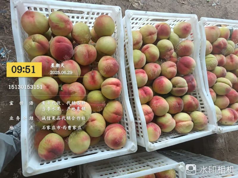 美翠桃子大量上市了大量有货口感上来了有意老板电话联系
