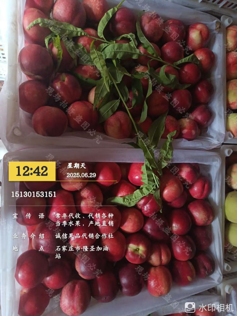美翠桃子大量上市了大量有货口感上来了有意老板电话联系