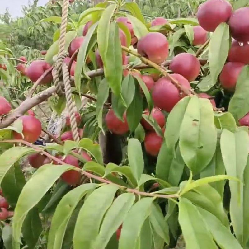 珍珠枣油桃