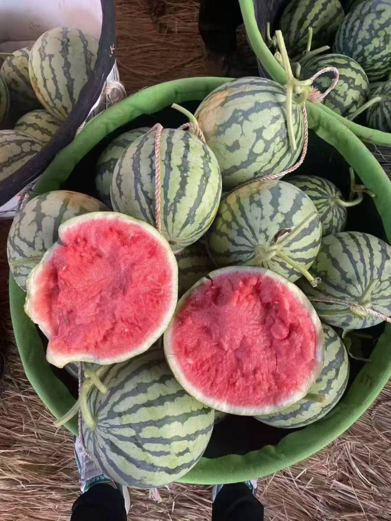 无籽美都头茬瓜
