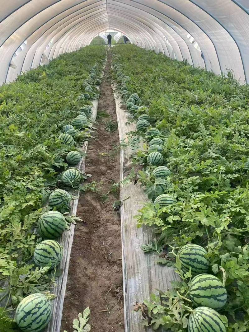 无籽美都头茬瓜